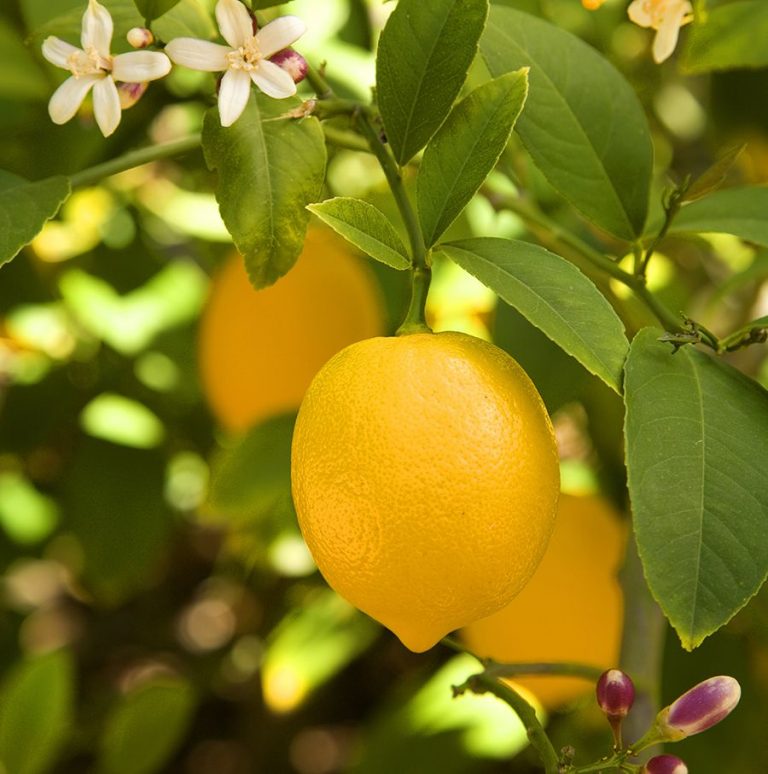 Atelier Gastronomique, Revisite de la tarte aux citrons meringuée en dessert à l’assiette
